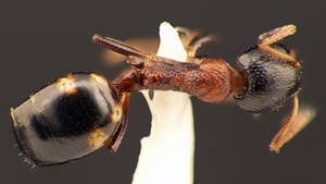 Dolichoderus quadripunctatus - Vue taxonomique