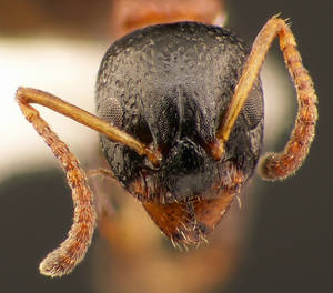 Dolichoderus quadripunctatus - Vue taxonomique