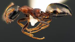 Dolichoderus quadripunctatus - Vue taxonomique