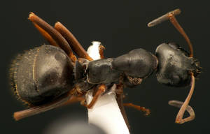 Formica fusca - Vue taxonomique