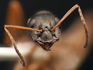 Formica fusca - Vue taxonomique
