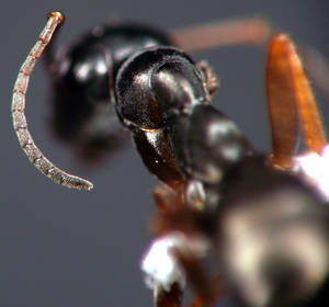 Formica fusca - funicules - ouvriere