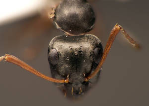 Formica fusca - occiput - ouvriere