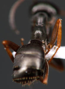 Formica fusca - petiole - ouvriere