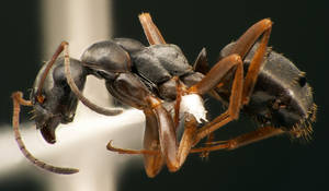 Formica fusca - Vue taxonomique