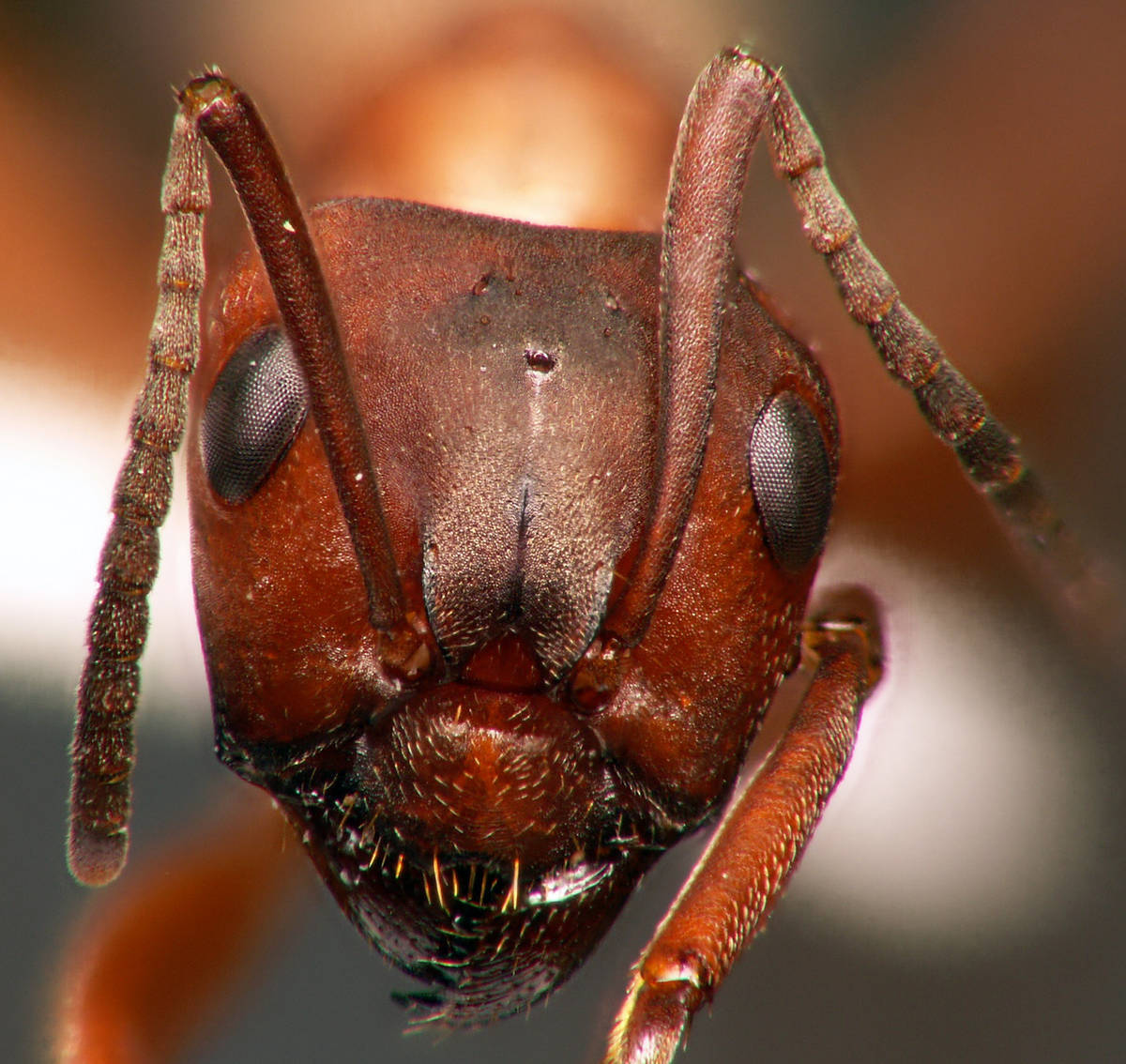 Formica polyctena - Ouvrière en vue taxonomique, macrophotographie scientifique