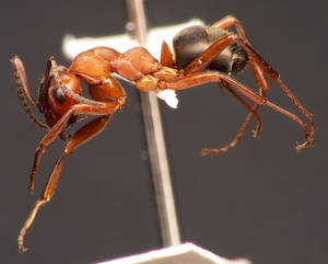 Formica polyctena - Vue taxonomique