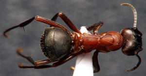 Formica sanguinea - dessus - ouvriere