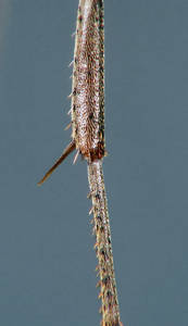 Formica sanguinea - eperon - ouvriere
