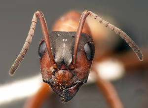 Formica sanguinea - Vue taxonomique