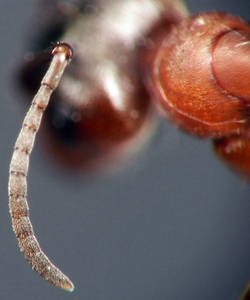 Formica sanguinea - funicules - ouvriere