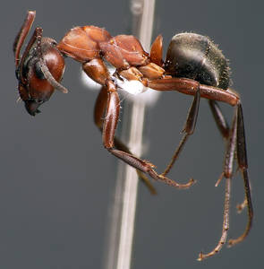 Formica sanguinea - Vue taxonomique