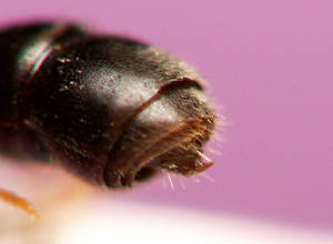 Hypoponera eduardi - dard - ouvriere