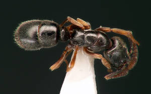 Hypoponera eduardi - Vue taxonomique