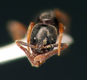 Hypoponera eduardi - Vue taxonomique