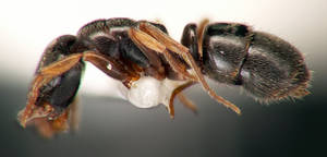 Hypoponera eduardi - Vue taxonomique