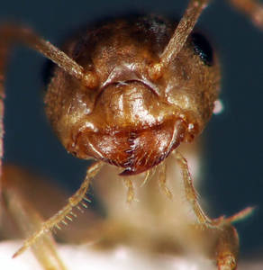 Lasius brunneus - Détail du clypeus
