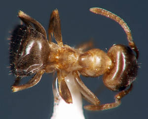 Lasius brunneus - Vue taxonomique