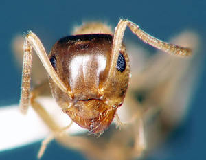 Lasius brunneus - Vue taxonomique