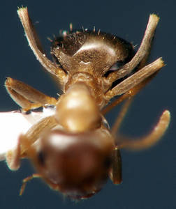 Lasius brunneus - Détail du pétiole