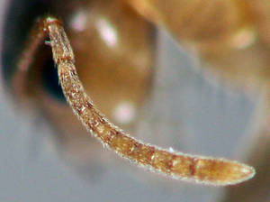 Lasius brunneus - Détail de l'antenne