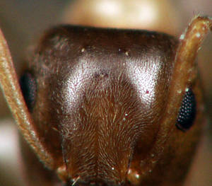 Lasius brunneus - Détail des ocelles