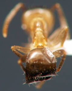 Lasius brunneus - petiole-arriere - ouvriere