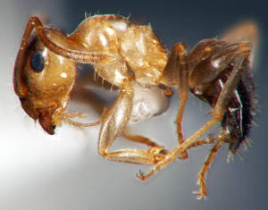 Lasius brunneus - Vue taxonomique