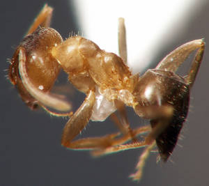 Lasius brunneus - thorax - ouvriere
