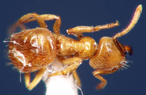 Lasius flavus - Vue taxonomique