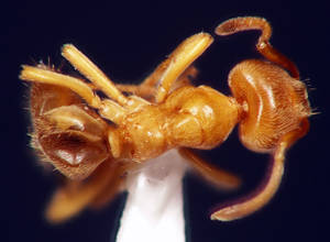 Lasius flavus - Vue taxonomique