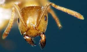 Lasius flavus - Vue taxonomique