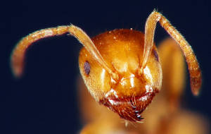 Lasius flavus - Vue taxonomique