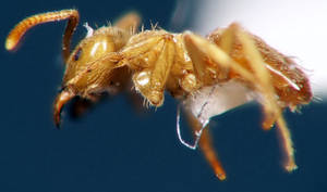 Lasius flavus - Vue taxonomique