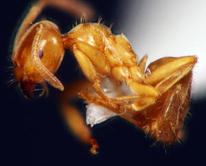 Lasius flavus - Vue taxonomique