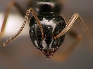 Lasius fuliginosus - Vue taxonomique