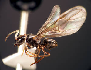 Lasius fuliginosus - Vue taxonomique