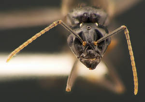 Lasius fuliginosus - Vue taxonomique