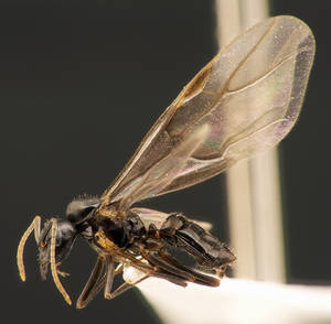 Lasius fuliginosus - Vue taxonomique