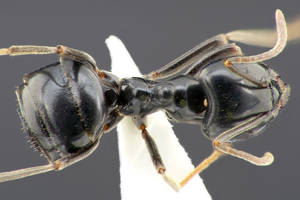Lasius fuliginosus - Vue taxonomique