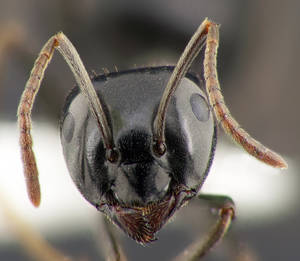 Lasius fuliginosus - Vue taxonomique