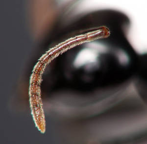 Lasius fuliginosus - funicules - ouvriere