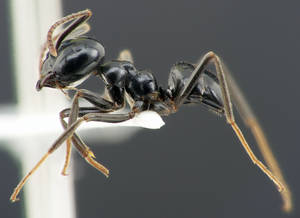 Lasius fuliginosus - Vue taxonomique