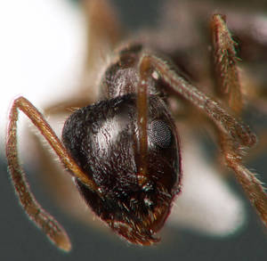 Lasius platythorax - Vue taxonomique