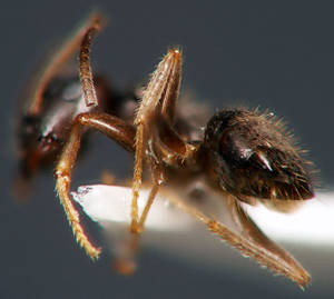 Lasius platythorax - Vue taxonomique