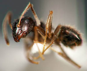 Lasius platythorax - Vue taxonomique