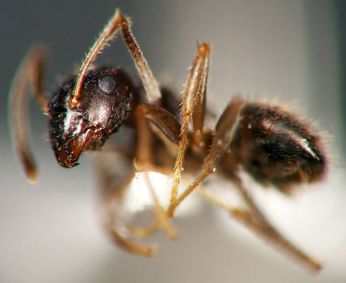Vue de profil d'une ouvrière Lasius platythorax, sosie quasi-parfait de Lasius niger, illustrant la pilosité du mésosoma et des tibias