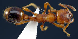 Manica rubida - Vue taxonomique