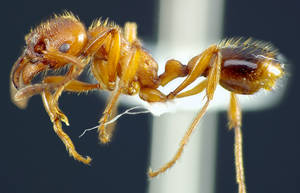 Manica rubida - Vue taxonomique