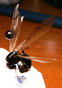 Messor capitatus - ailes - gyne